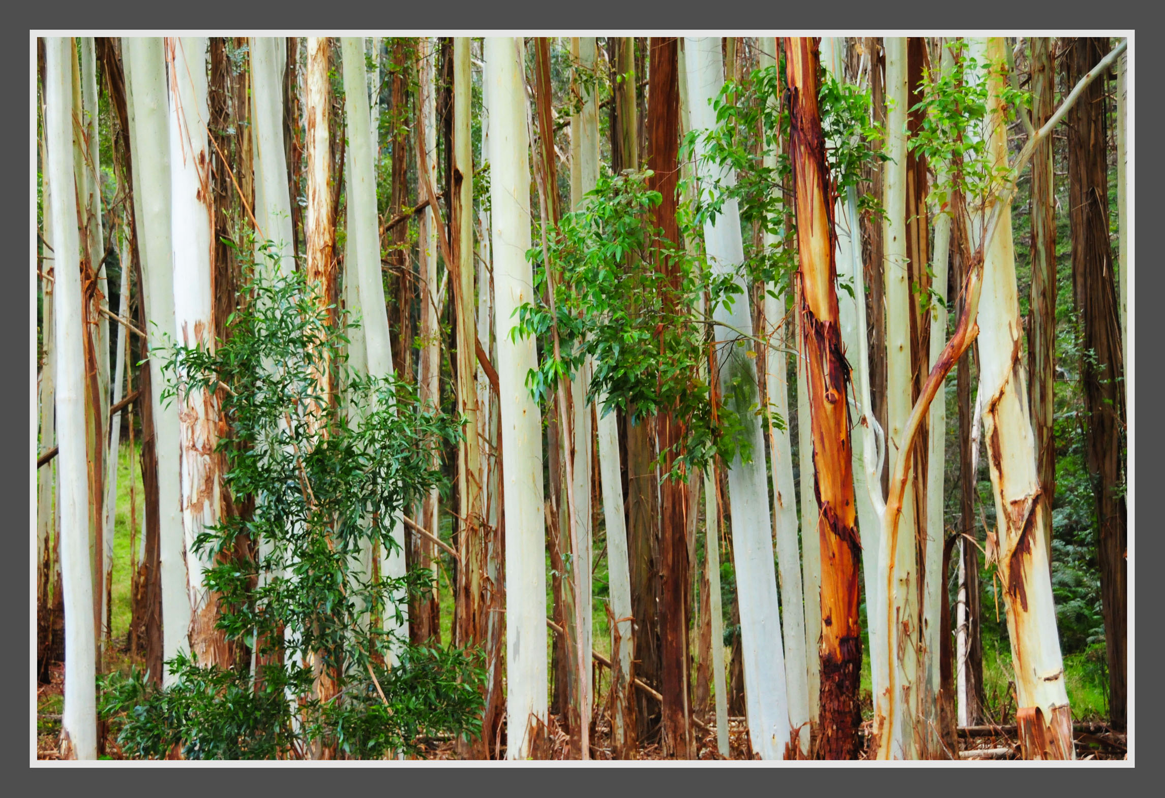 Trees small.jpg